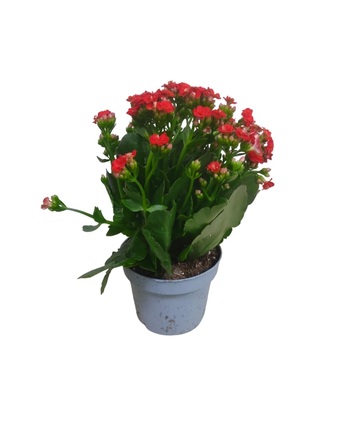 Kalanchoe Mixed 25cm 4