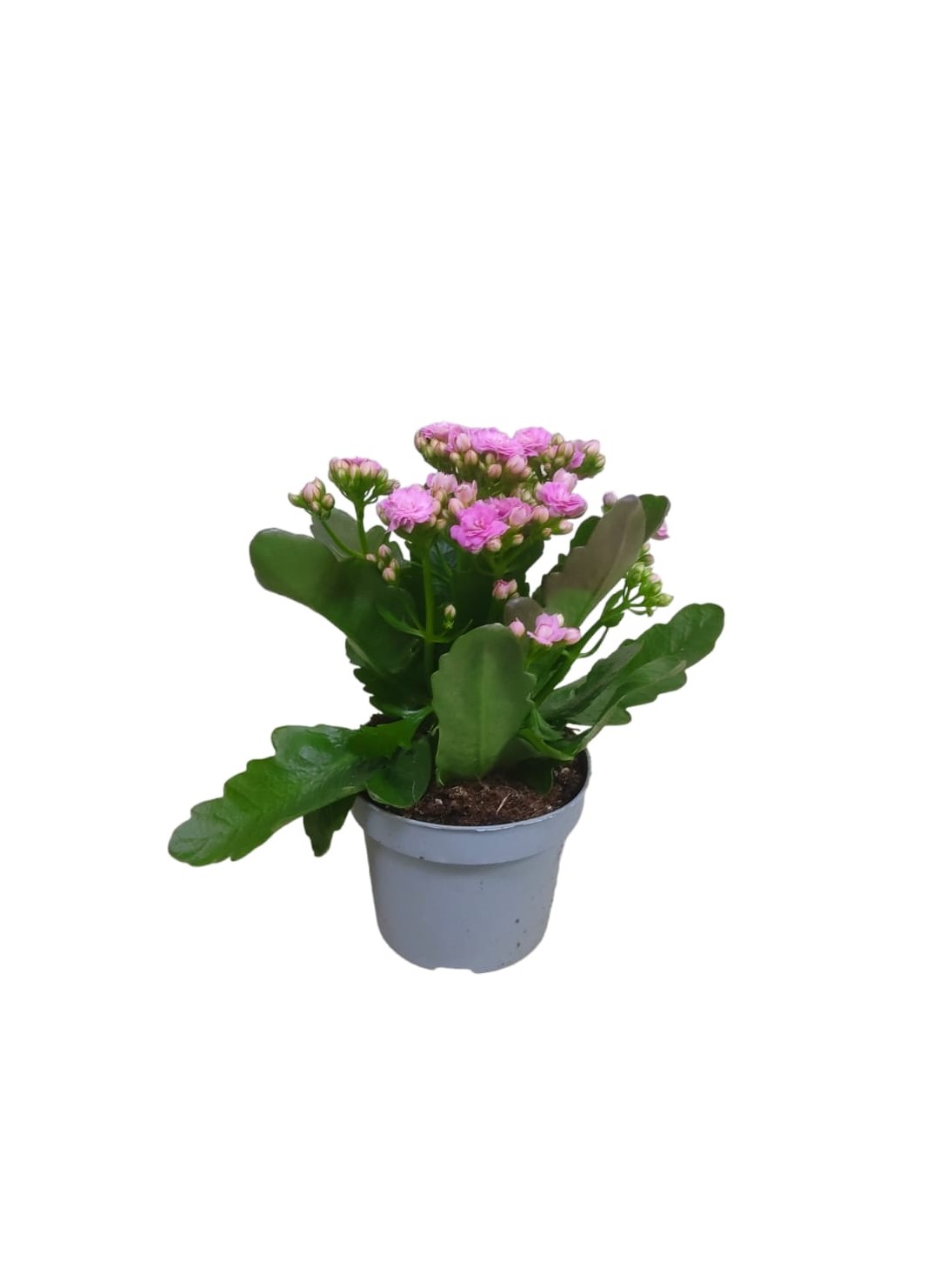 Kalanchoe mixed 25cm 2