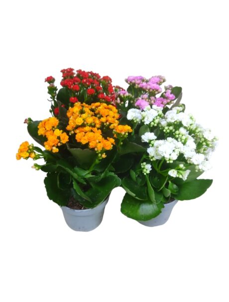 Kalanchoe Rosfl. Mixed 25cm (Per Pc)