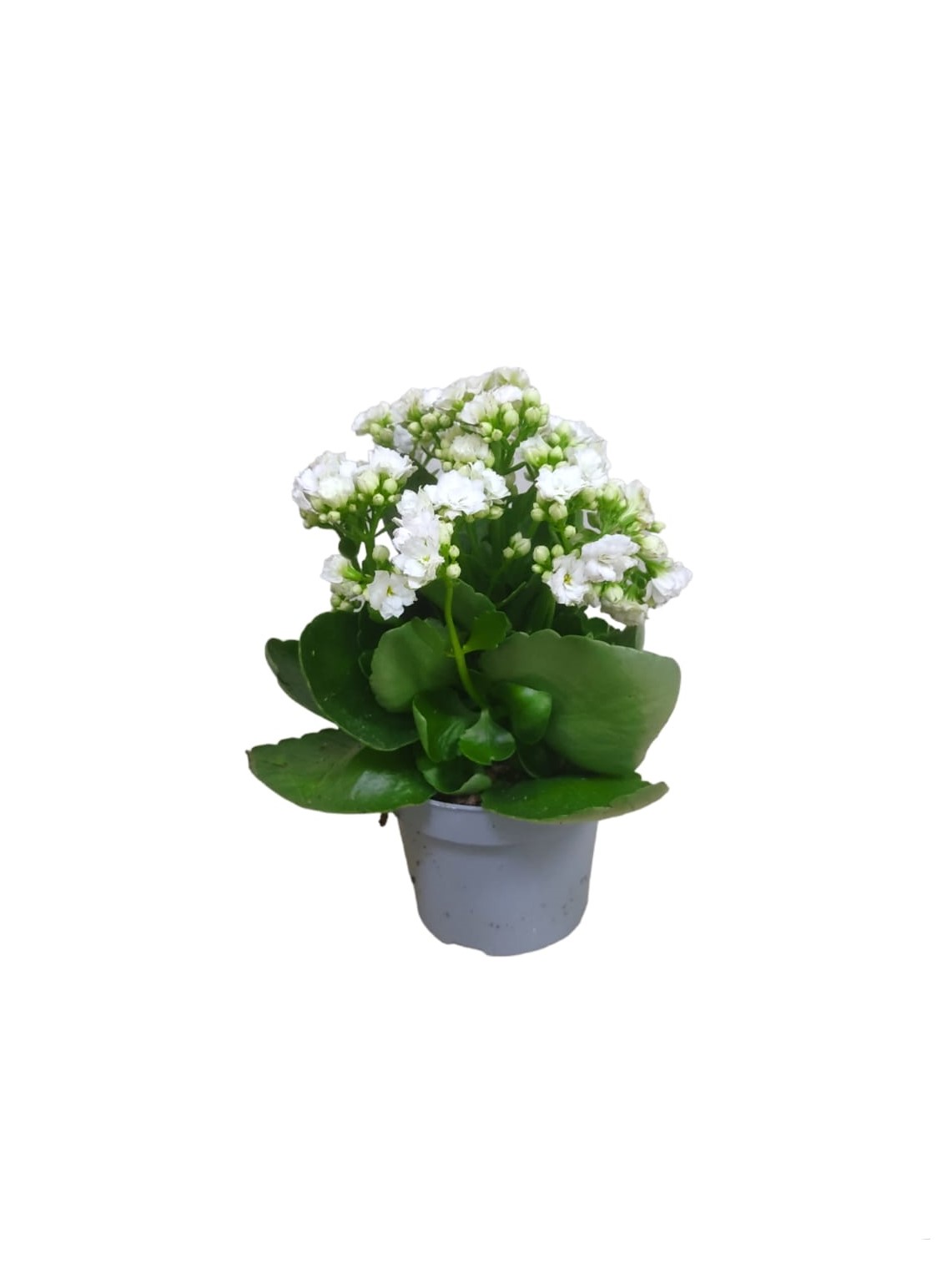 Kalanchoe mixed 25cm 3