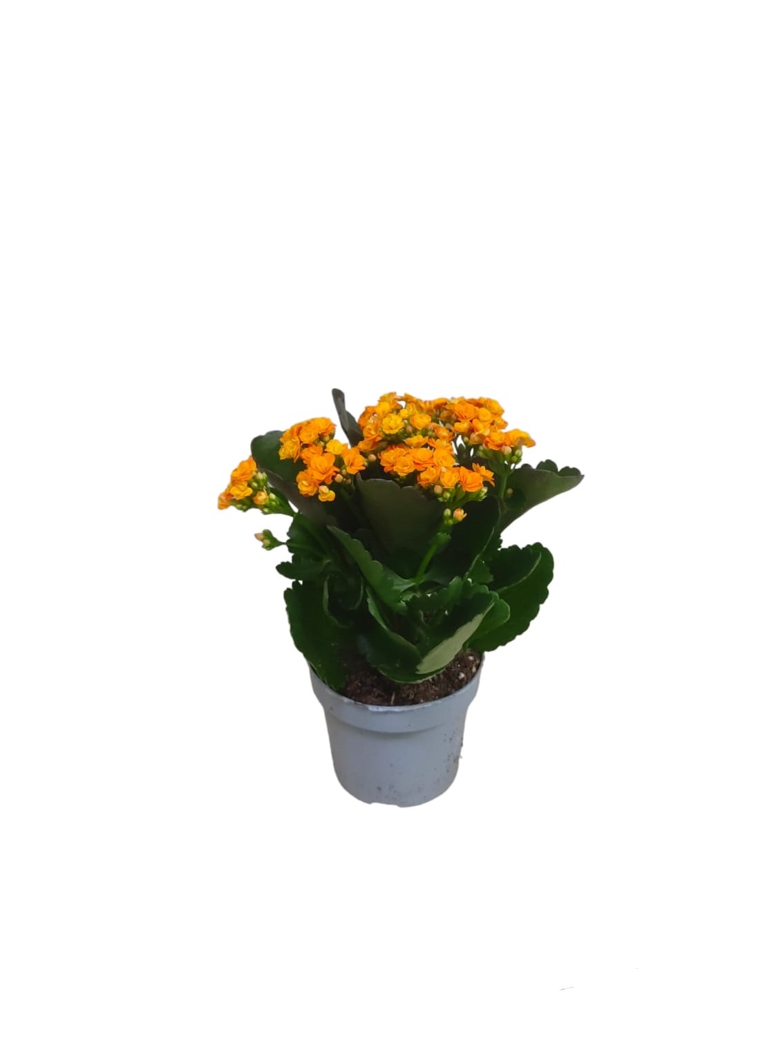 Kalanchoe mixed 25cm