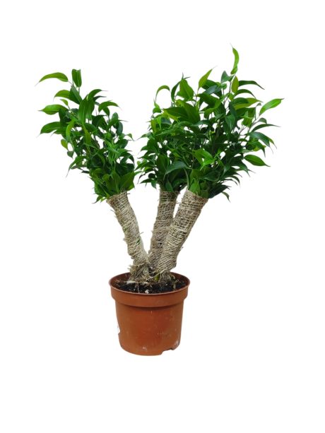 Ficus Benj. Natasja 3cut 35cm