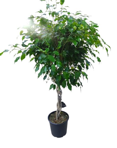 Ficus Benj. Exotica Braided 120cm