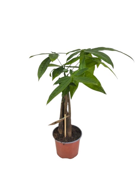 Pachira Aquatica Braided Stem 45cm