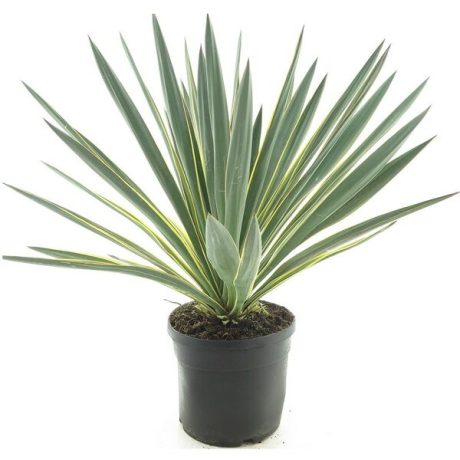 Yucca Gloriosa Silverbont 50cm