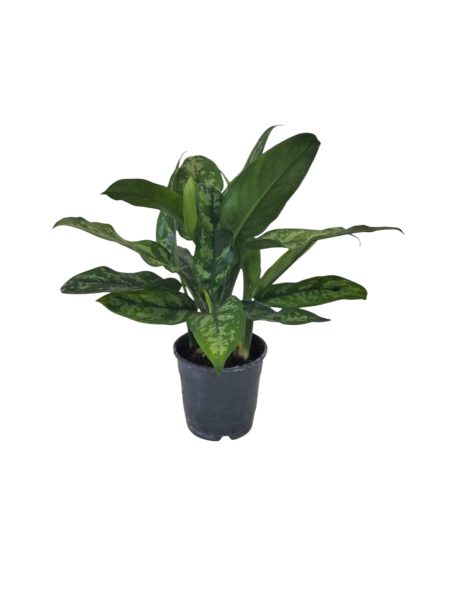 Aglaonema Green Maria 30cm