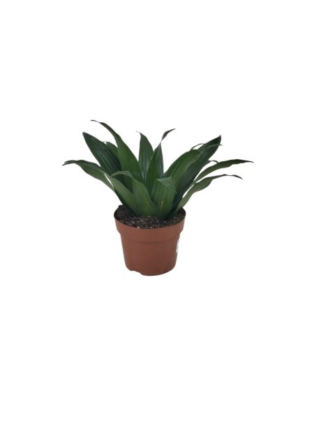 Dracaena Compacta 25cm