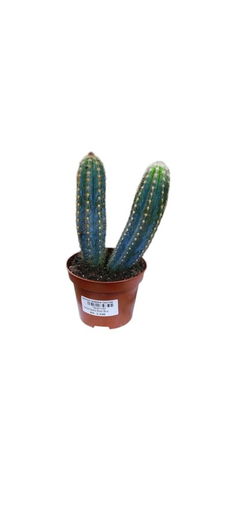 Cactus Opuntia Mixed 30cm