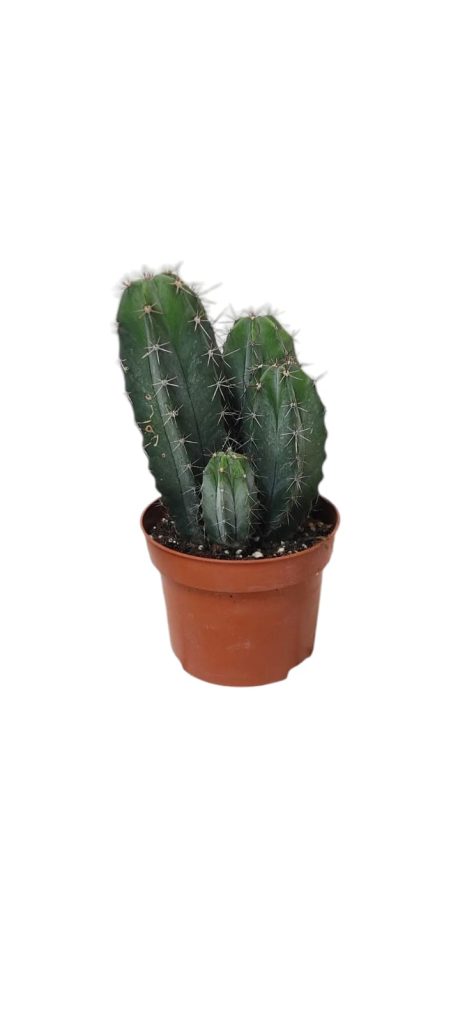 Cactus Mixed 25cm
