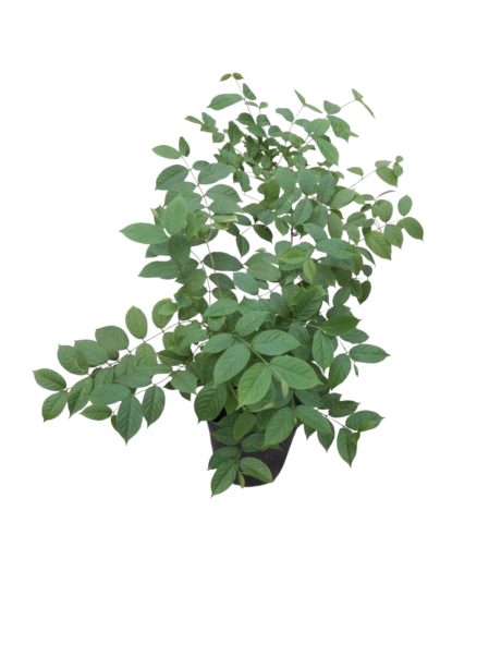 QUISQUALIS INDICA 30CM