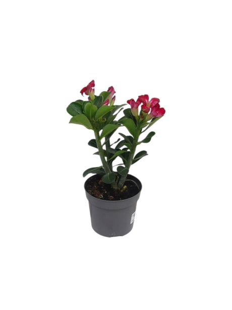 Adenium Obesum Mixed 35cm