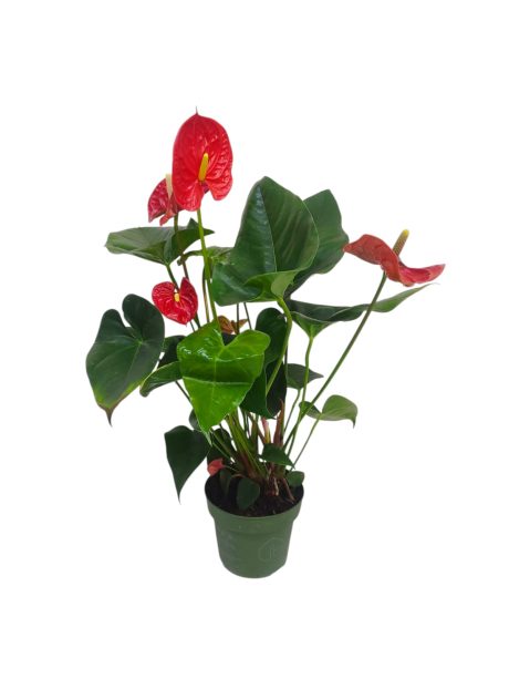 Anthurium Karma Red 50cm