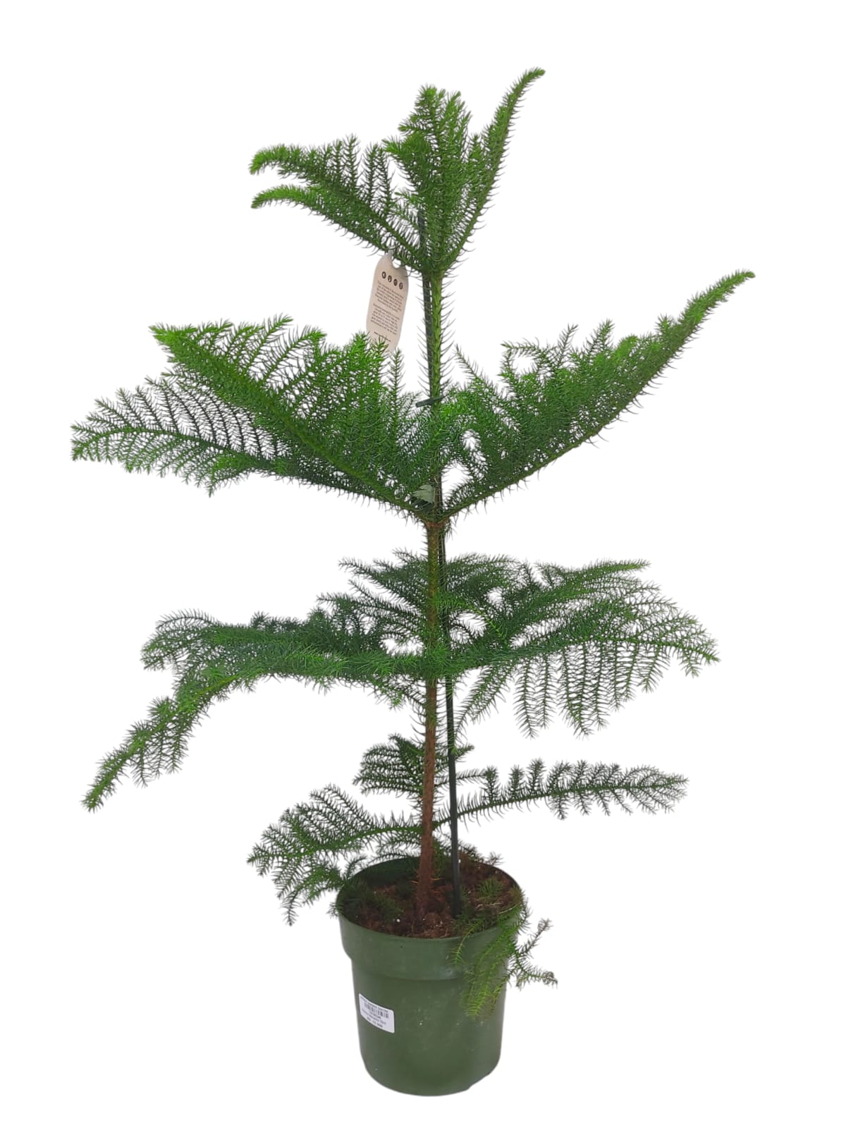 Araucaria Heterophylla 100cm (3346)