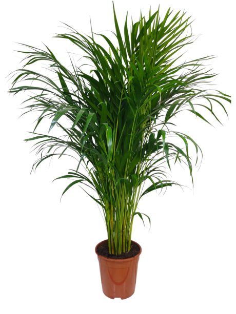 Arecca Palm 100cm