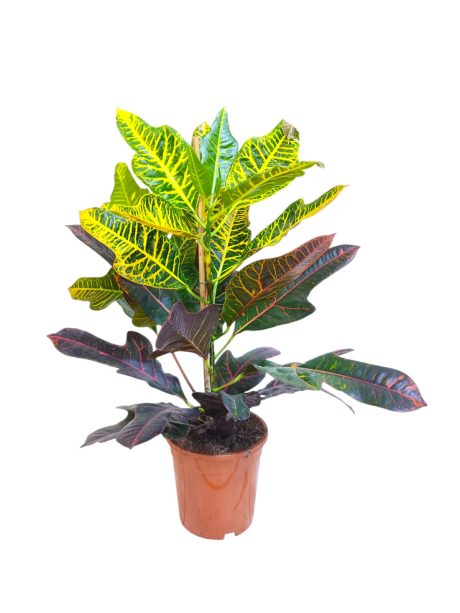 Codiaeum Variegated Excellent 55cm