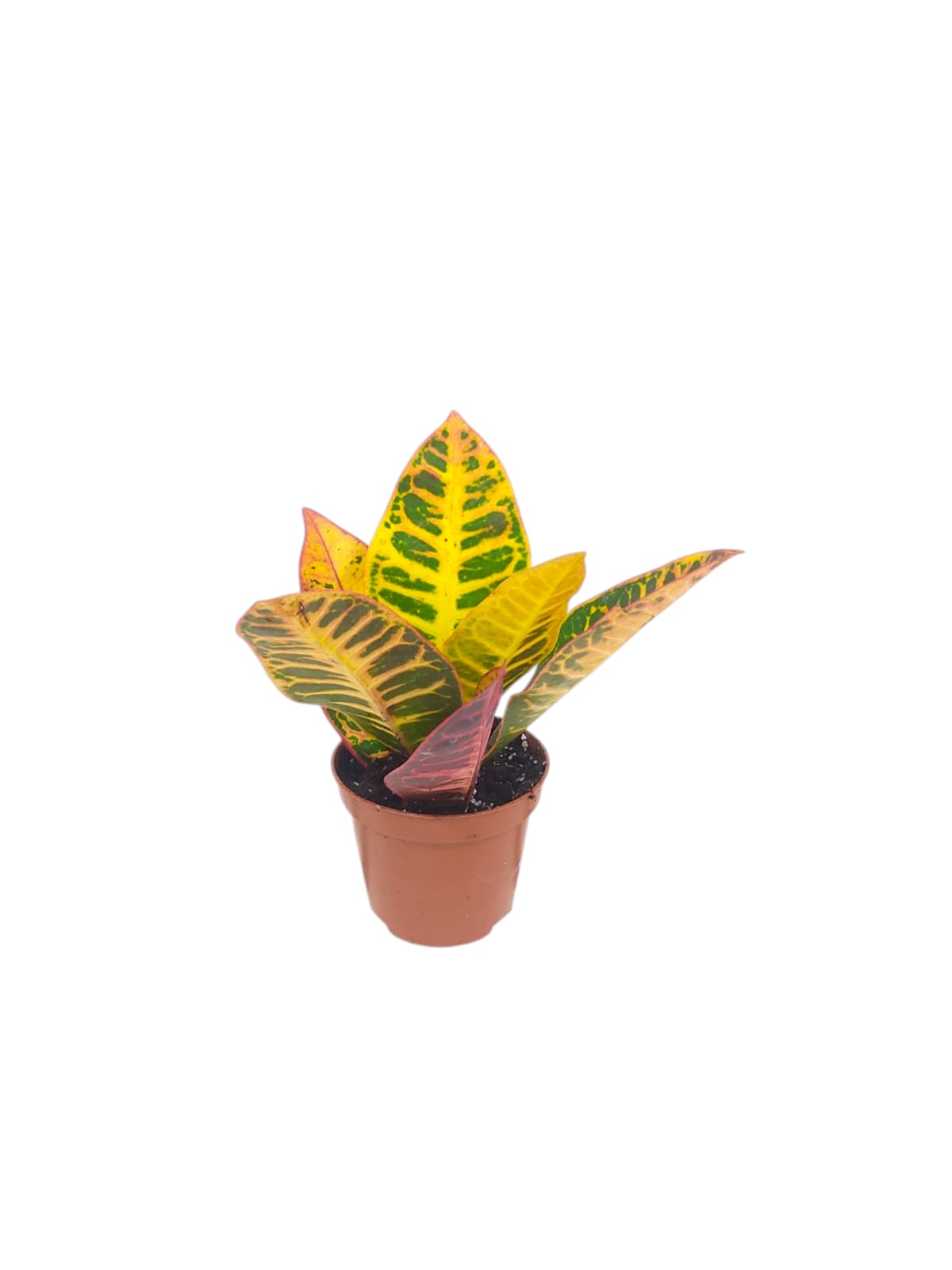 Codiaeum Petra 20cm (12160)