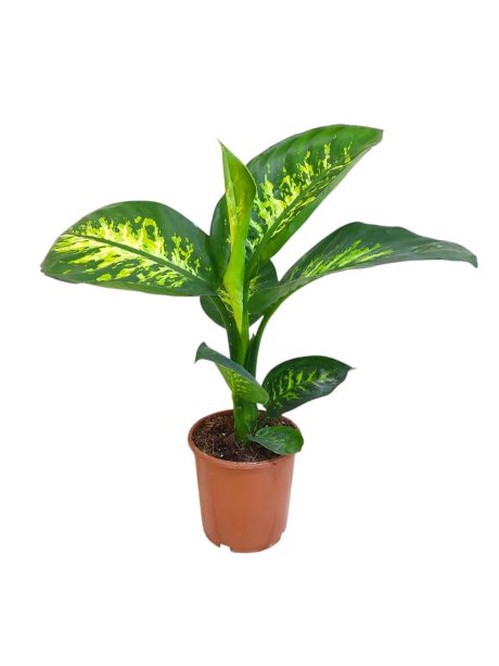 Dieffenbachia Seguine Tropic Snow 70cm