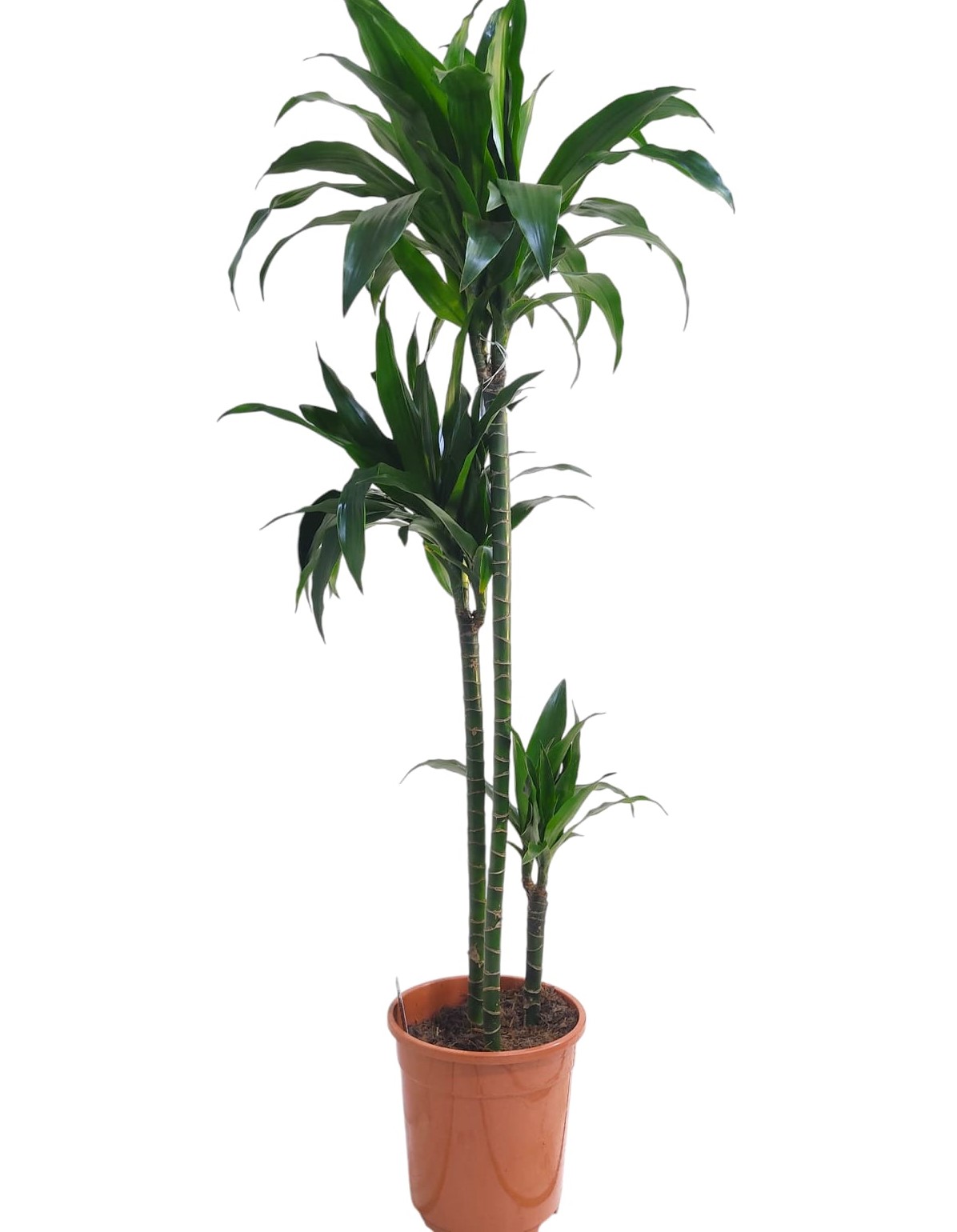 Dracaena Janet Craig 140cm (2629)