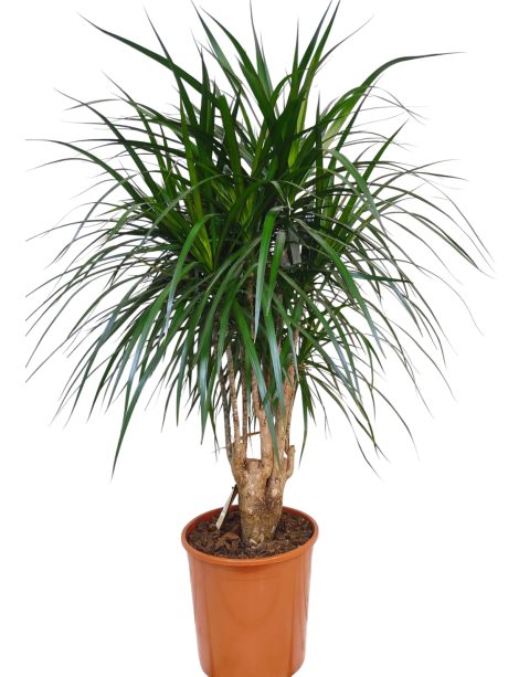 Dracaena Marginata Branched 150cm