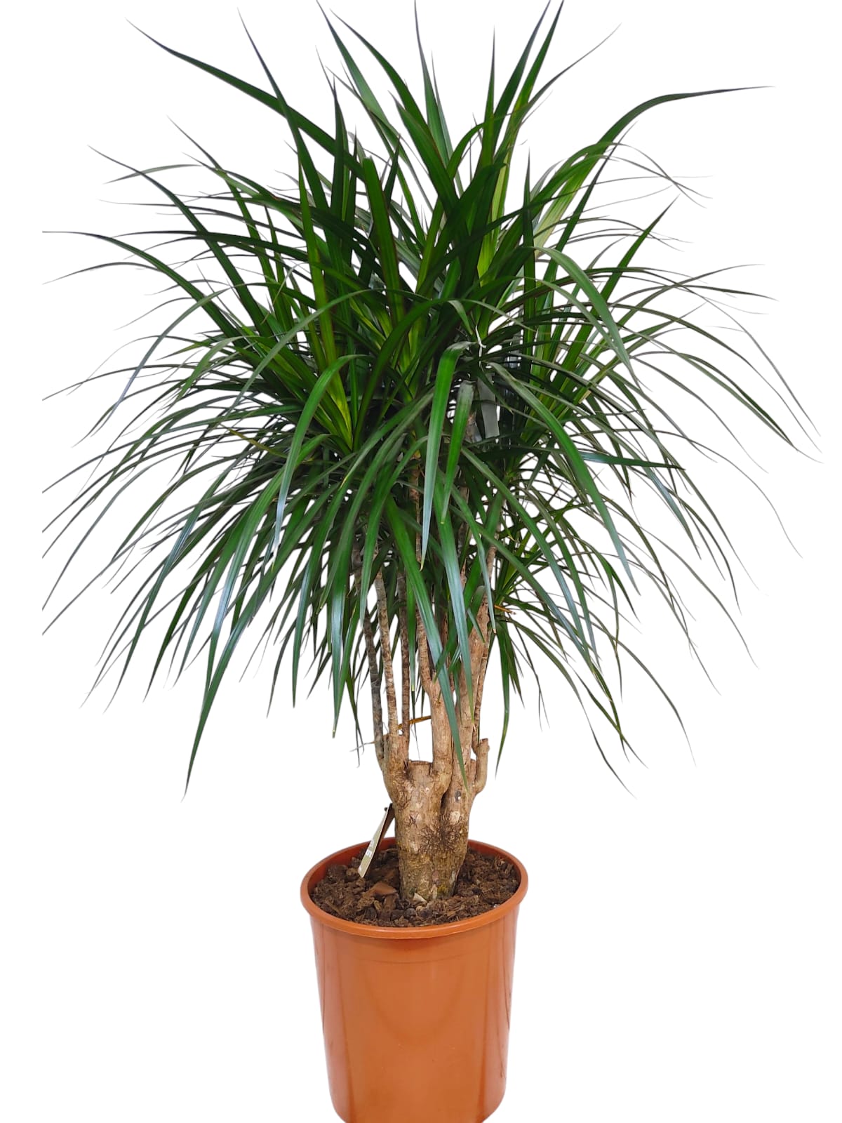Dracaena Marginata Brached 150cm (12363)