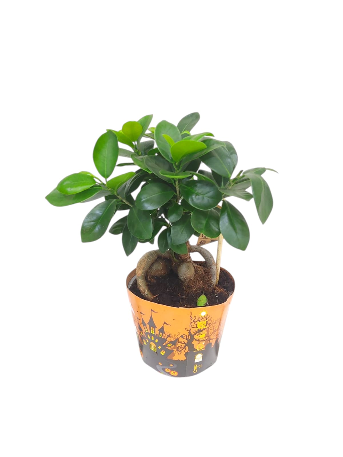Ficus Microcarpa Ginseng 30cm (12418)