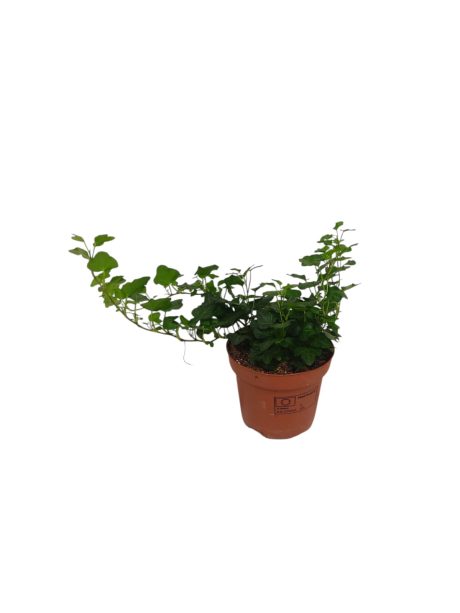 Hedera Helix Wonder 30cm