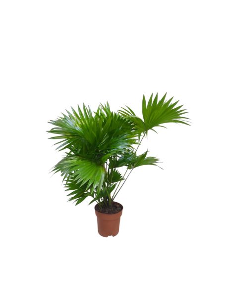 Livistonia Rotundifolia 65cm