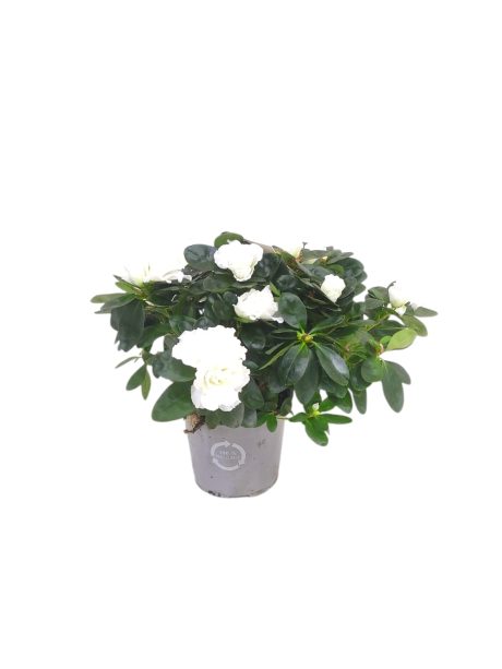 Rhododendron Mixed 25cm