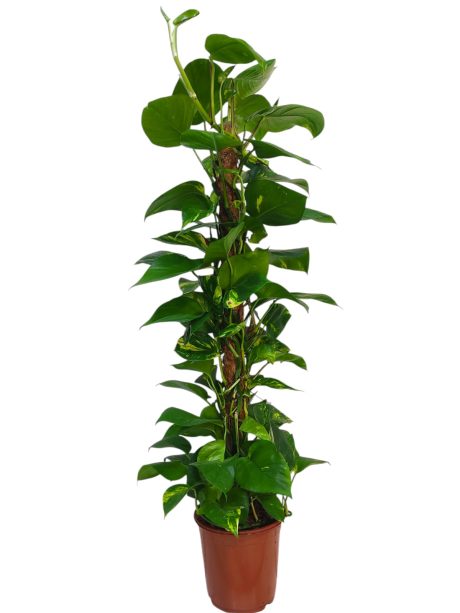 Scindapsus Mosstick 100cm