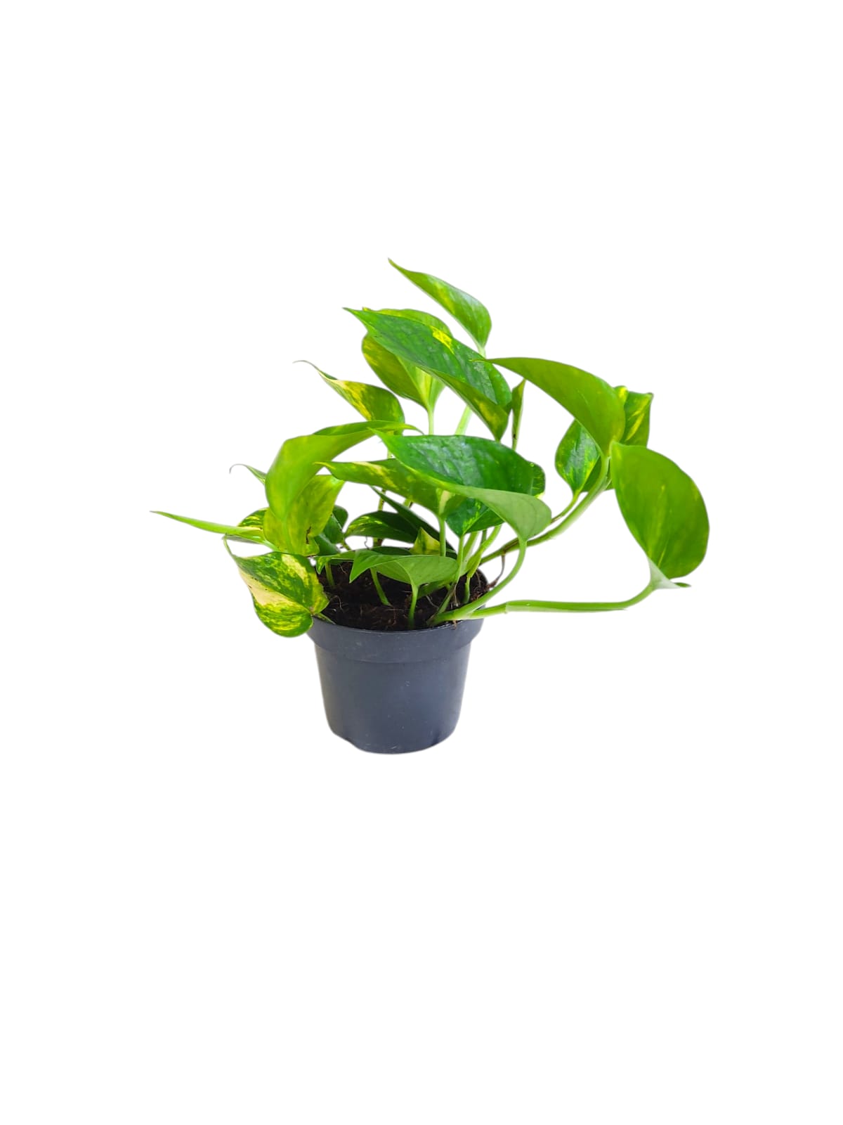 Scindapsus Hicolor 20cm