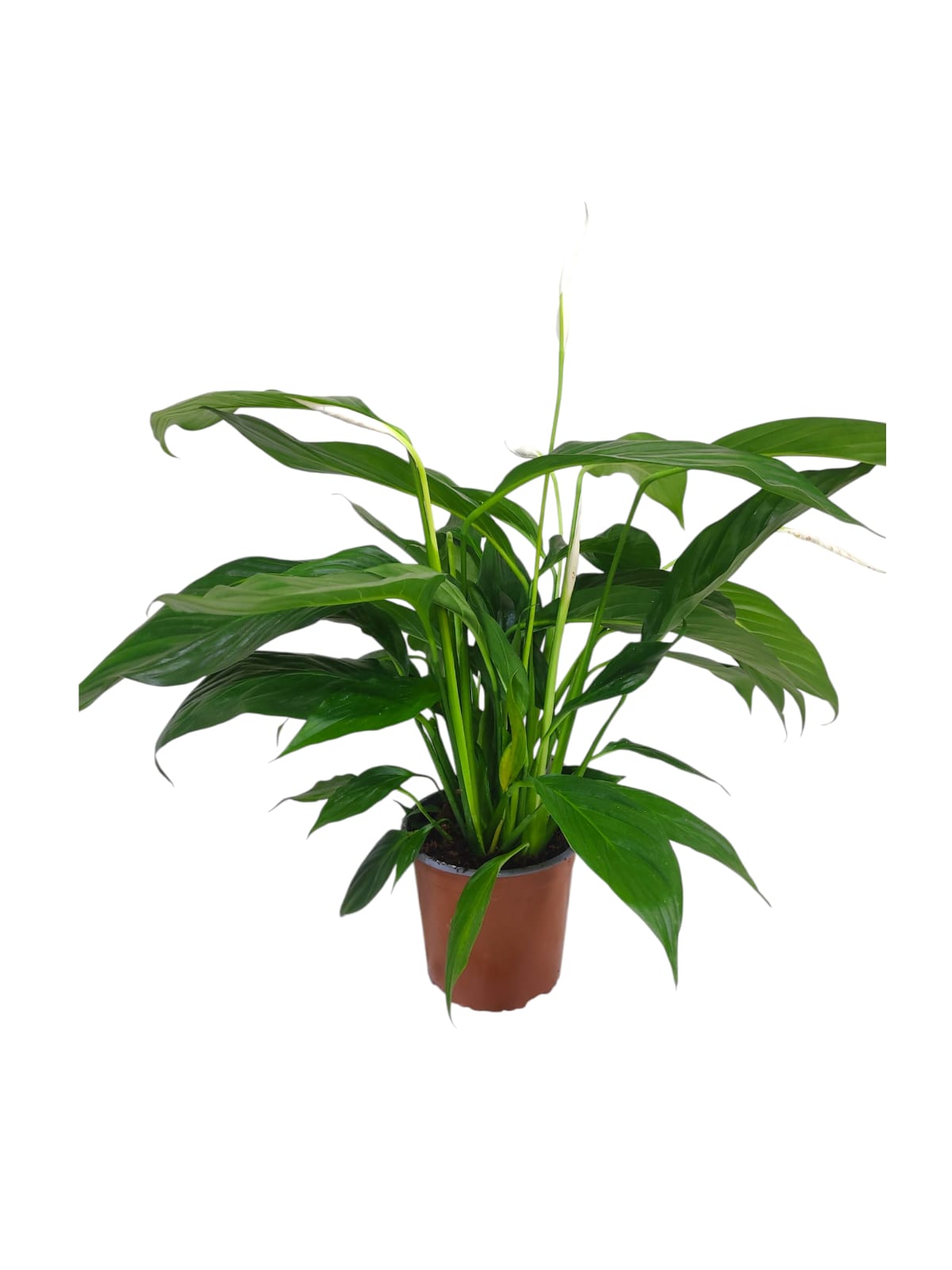 Spathiphyllum Sweet Chico 60cm (11987)