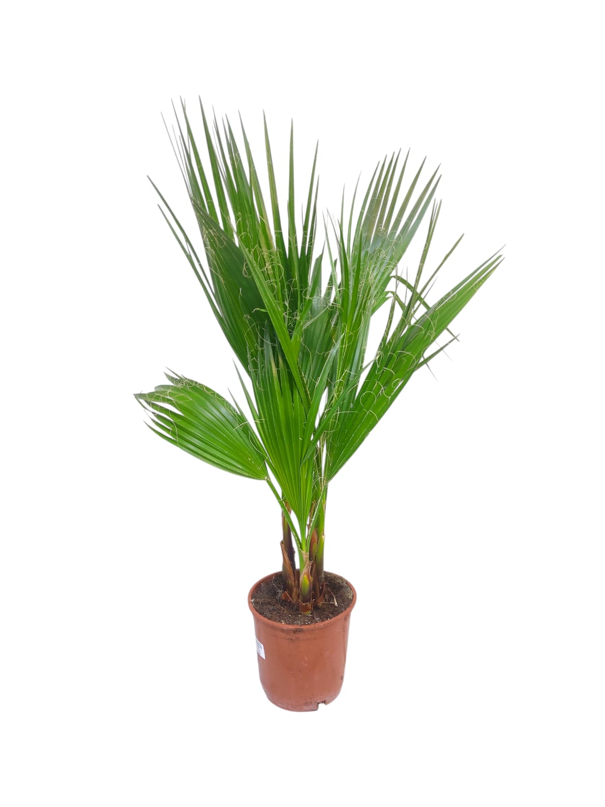 Washingtonia Fillfera 80cm (12420)