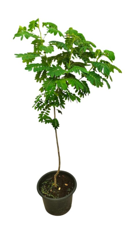 CASSIA GLAUCA YELLOW 90CM-150CM