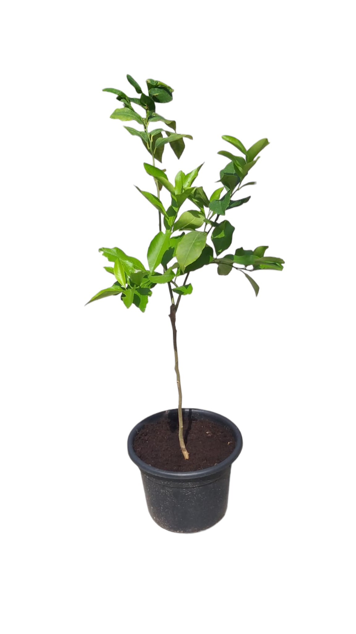 LEMON 90CM-1MTR