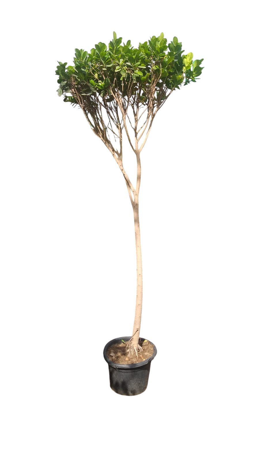 FICUS PANDA 2MTR-2.5MTR