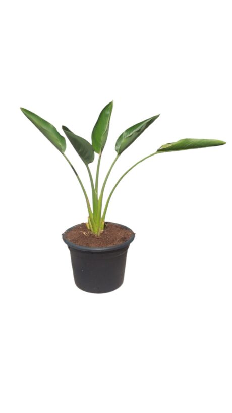 STRELITZIA (BIRD OF PARADISE) 50CM