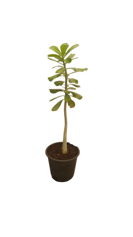 ADENIUM (DESERT ROSE) 40CM