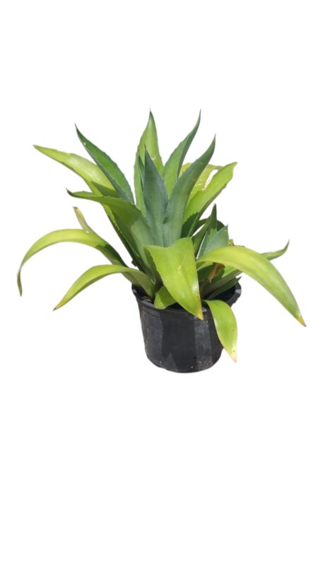 AGAVE GREEN 40CM