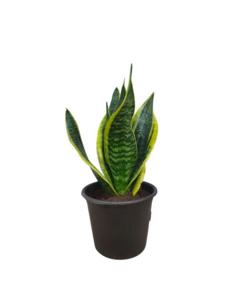Sanseveria Futura Superba 35cm