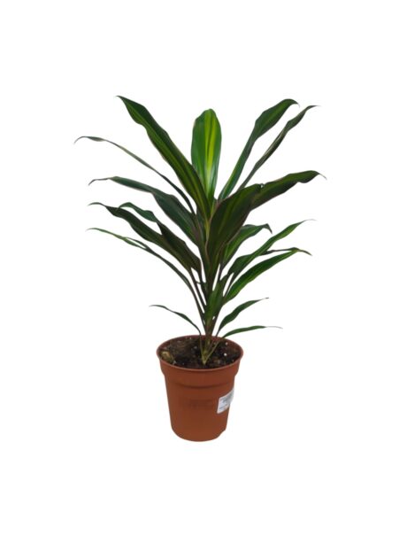 Cordyline Mixed 50cm