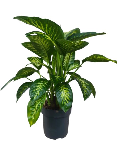 Dieffenbachia Seg. Reeva 80cm