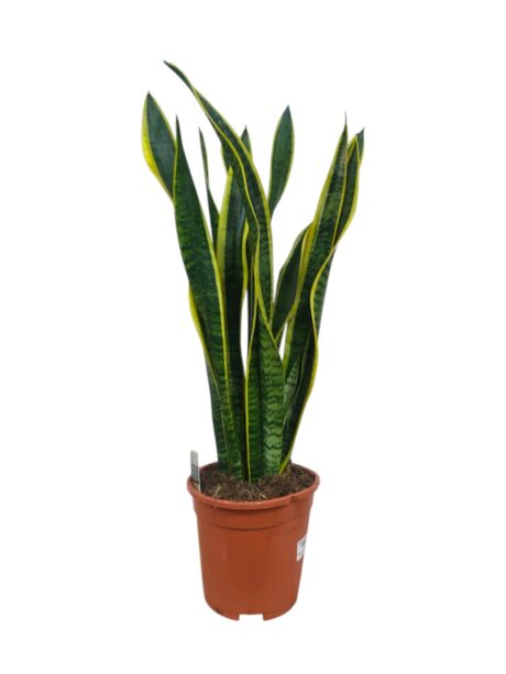 Sanseveria Laurentii 60cm