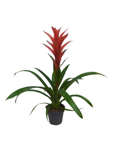 Guzmania Ostara 60cm