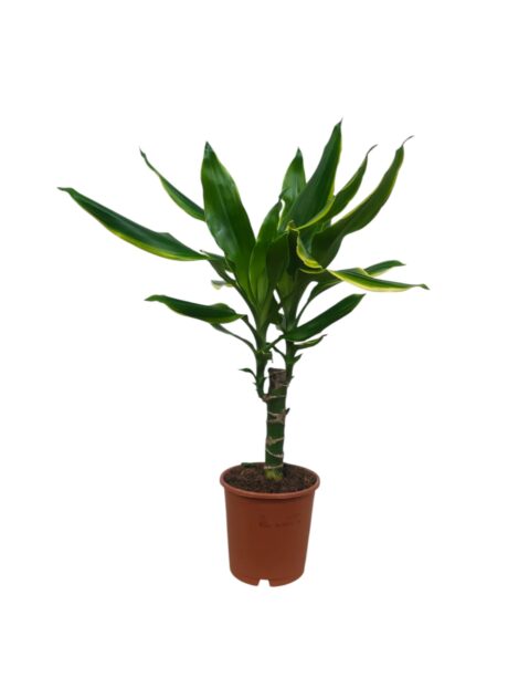 Dracaena Mixed Varieties 35cm