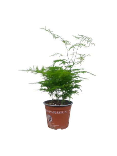 Asparagus Densiflorus Setaceus 35cm
