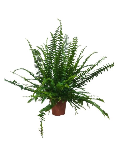Nephrolepis Exal Green lady 45cm
