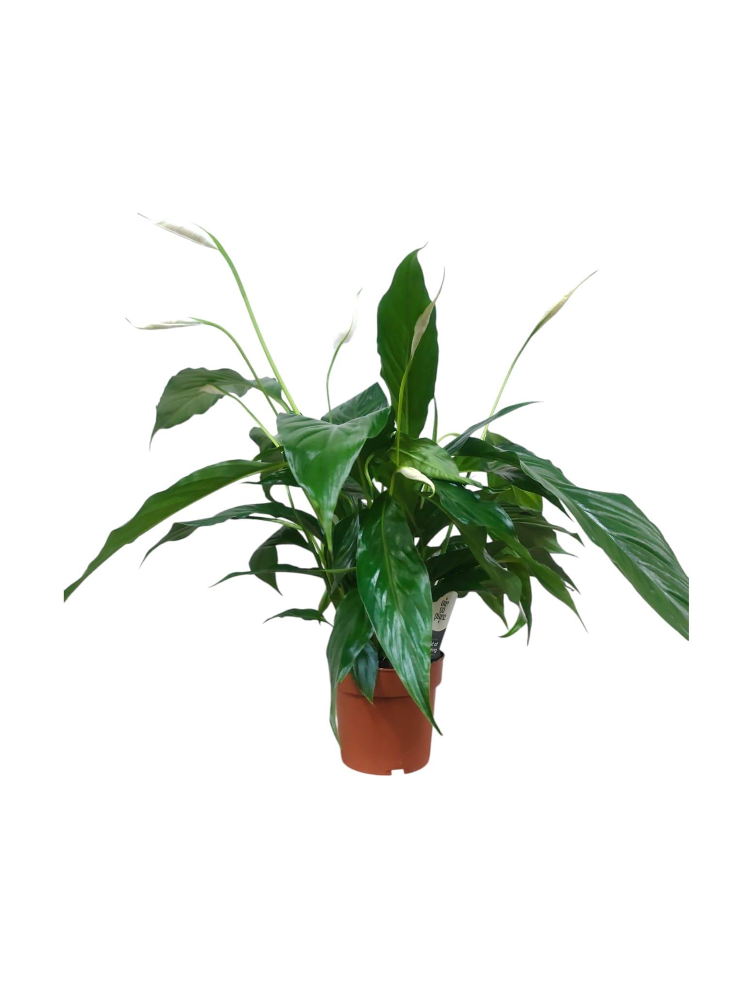 Spathiphyllum 55cm