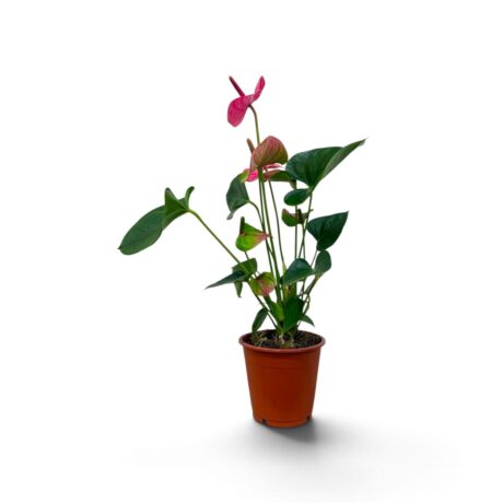 Anthurium Arisa Pink 40cm