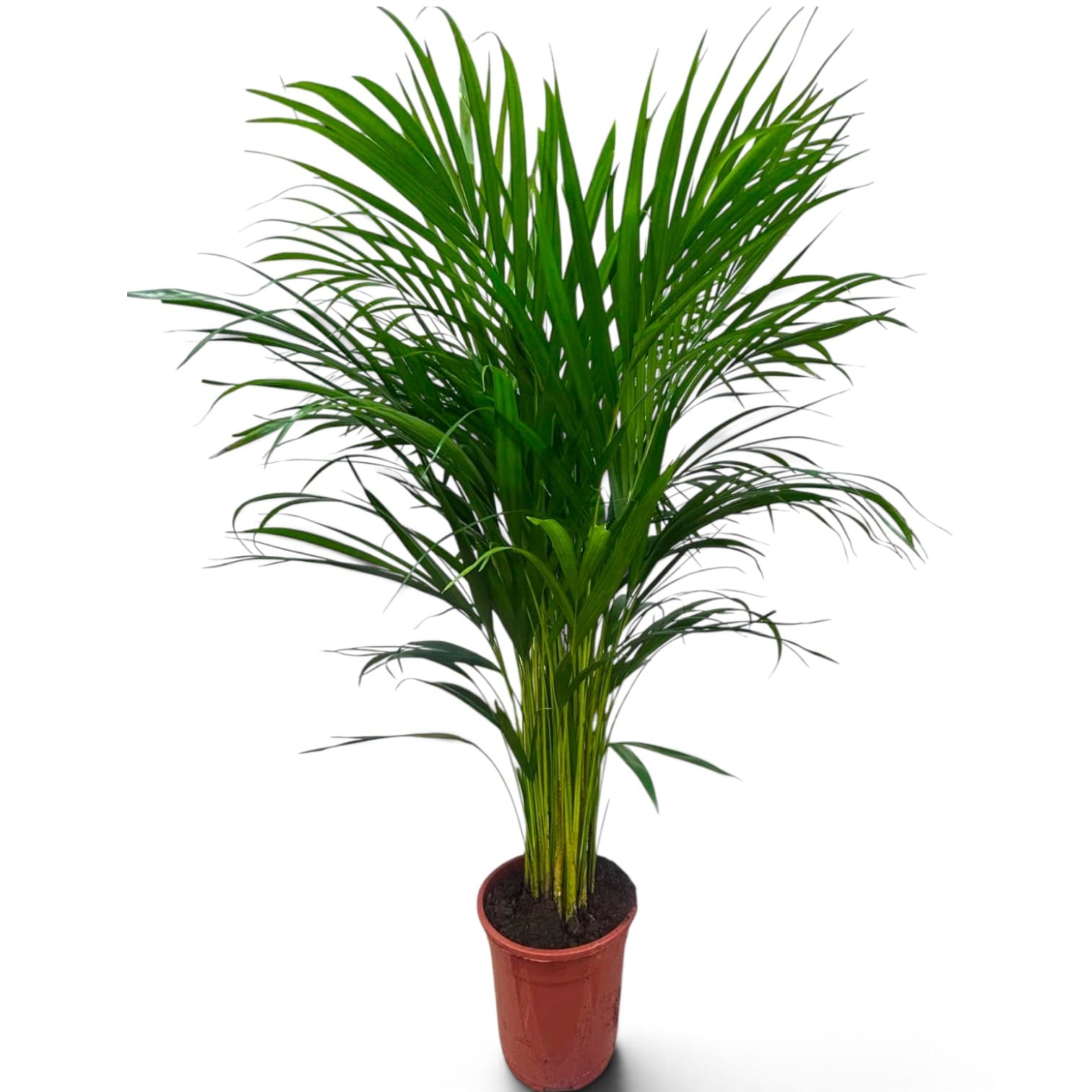 Arecca palm 100cm (2)
