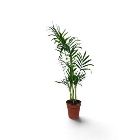 Chamaedorea Elegans 45cm